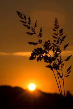 sunset with silhouette of wheat in the foreground