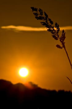 sunset with silhouette of wheat in the foreground