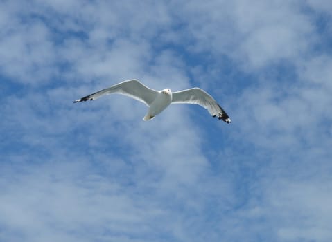 Seagull flying and turning head in a cloudy sky