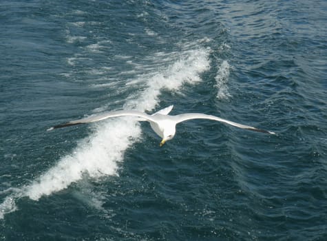 Seagull flying over a wave on the lake