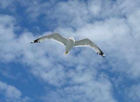 Seagull flying and turning head in a cloudy sky