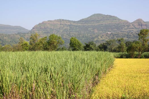A beautiful background with a picturesque view of a sugarcane field and a dry paddy field in India.