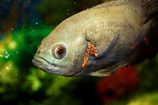 A closeup view of a beautiful gray tropical fish.