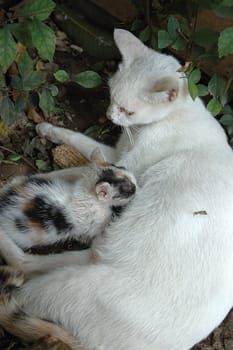 cute white cat with little kitten beside it
