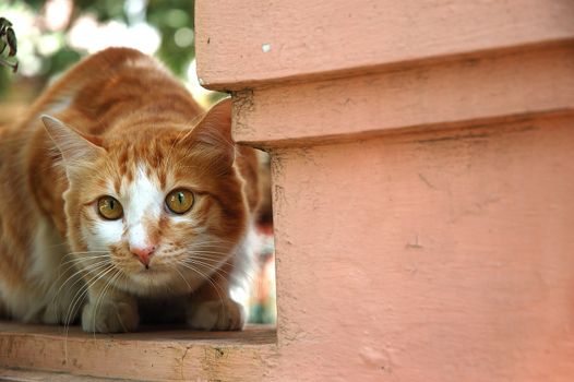 cute brown cat looking for something that curious