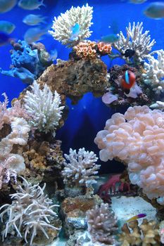 marine fishes in beautifull salt water aquarium