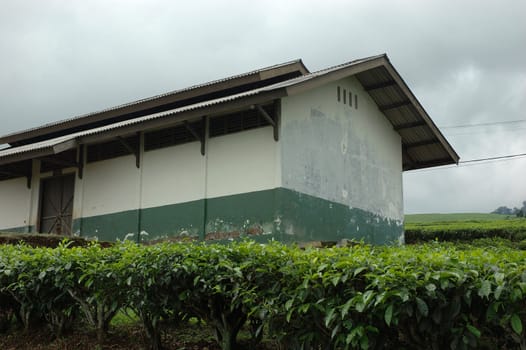 tea plantation in patuha mountain, west java-indonesia