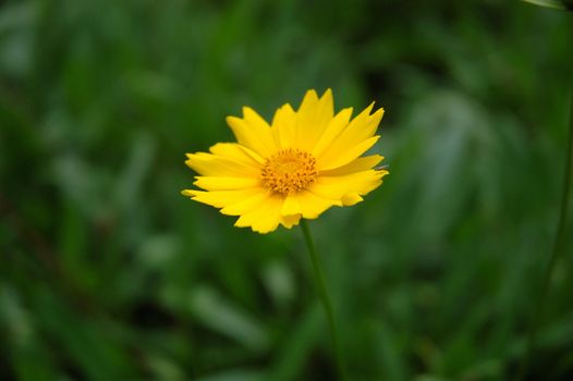 dandelion flower with shallow depth of field