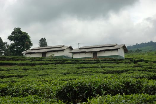 tea plantation in patuha mountain, west java-indonesia