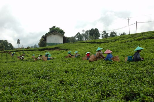 people picking up tea in patuha mountain, west java-indonesia