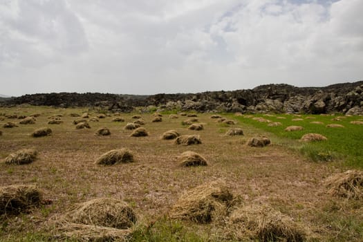 A lot of hay stack on the meadow in Turkey