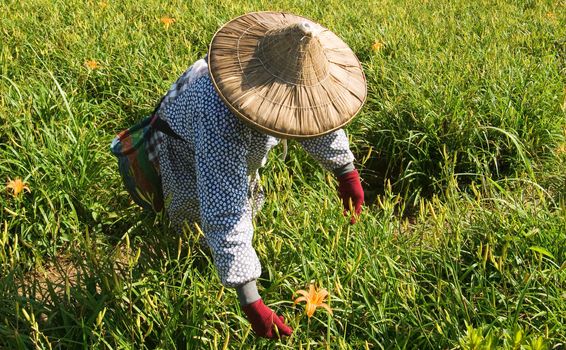 Tiger lily famer working in the farm.