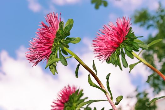 Asters on the background of clouds and blue sky