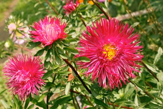 Asters in the flowerbed. Fine sunny day