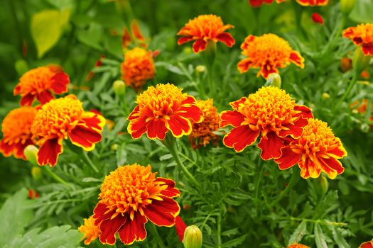 Marigolds in the flowerbed. Fine sunny day