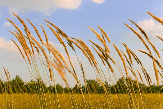 Tops of cereal weeds on the background of meadow and blue sky