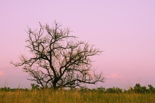 Dry tree on the background of summer evening sky after sunset