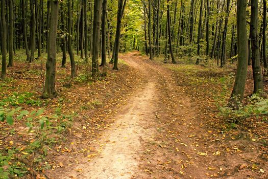 The road in the hornbeam forest, fine day in early autumn