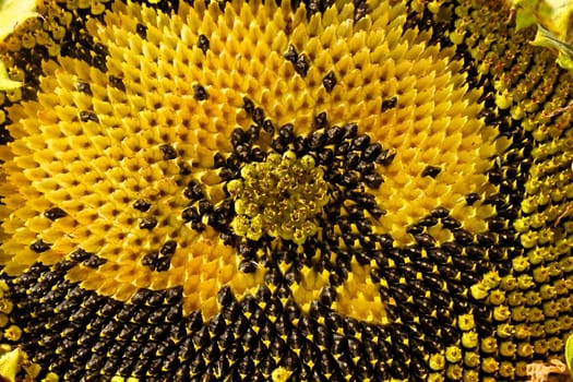 Sunflower head during the ripening without part of seeds as a texture