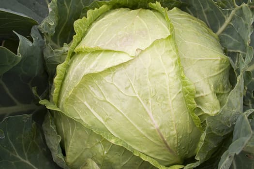 fresh cabbage on the garden