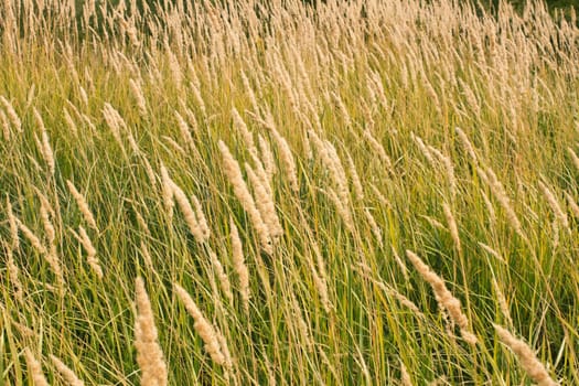 Tops of dry cereal weeds, fine herbal texture 