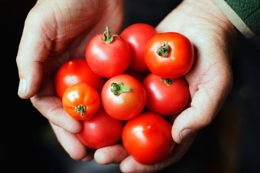 Tomatoes in hands of the old person.The top view.