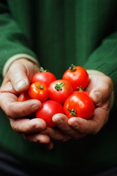 Tomatoes in hands of the old person.