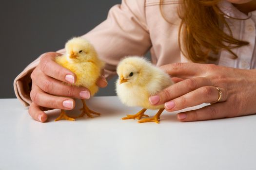 Hands of a person caring for a small chickens