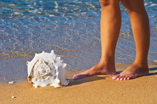 A seashell lying on a golden Mediterranean beach with a person, whose legs are only visible, standing next to it 