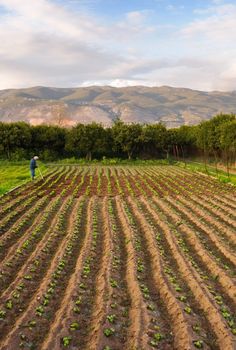 Image shows an old farmer working on his small beans growing farm. Space for text on top. 