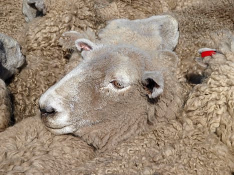 Single sheep's head surounded by many othe sheep        