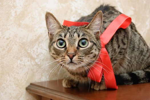 Smoky cat with red bow on table