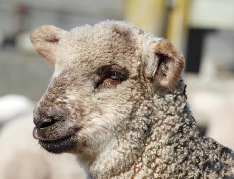 Close up of  the head of a lamb     