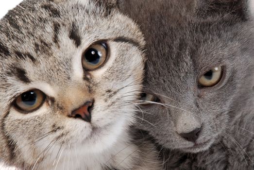 A close-up of kittens