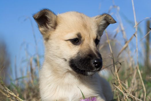 the head of small newborn puppy dog