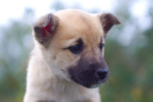 newborn puppy dog close-up front portrait on nature
