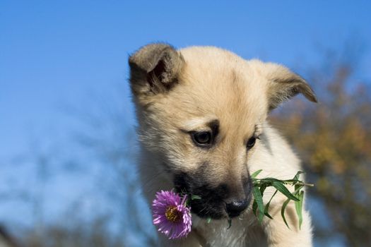 puppy dog hold flowers in mouth on blue sky background