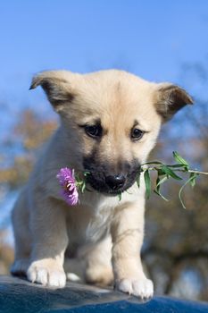 puppy dog hold flowers in mouth on blue sky background