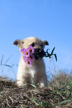 puppy dog hold flowers in mouth on blue sky background