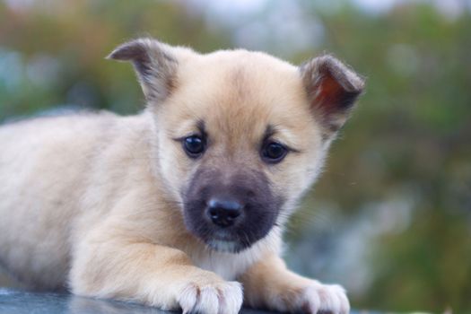 newborn puppy dog lie close-up on nature