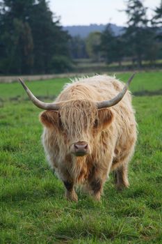 A large highland bull.