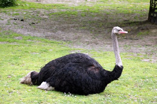 big ostrich lying on the grass