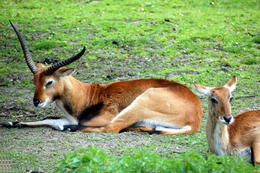 two antelopes lying on the grass