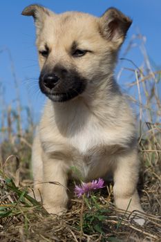 puppy dog sitting near flower on blue sky background