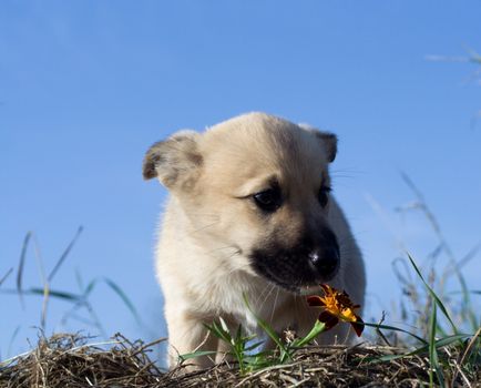 puppy dog smelling flower on blue sky background
