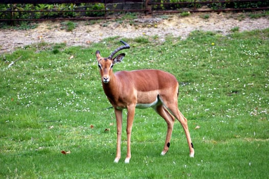 young gazelle on the green grass