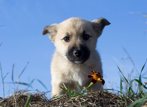 puppy dog smelling flower on blue sky background