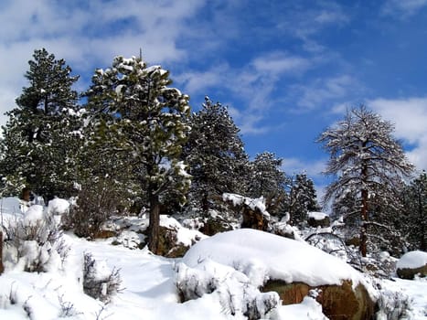 Fresh Snow in Rocky Mountain National Park