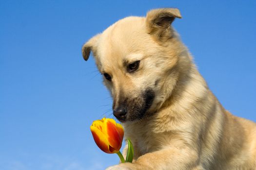 close-up puppy dog  take tulip in forefoots and smelling it