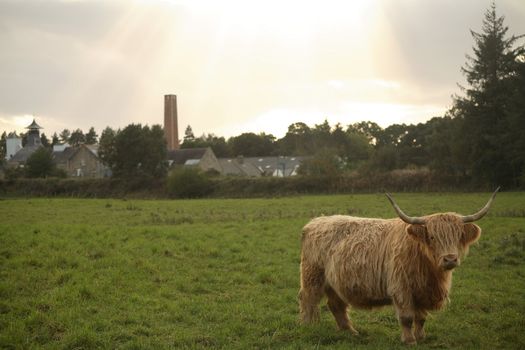 A large Highland bull on a green field looking straight into the camera with the sun rays behind it.